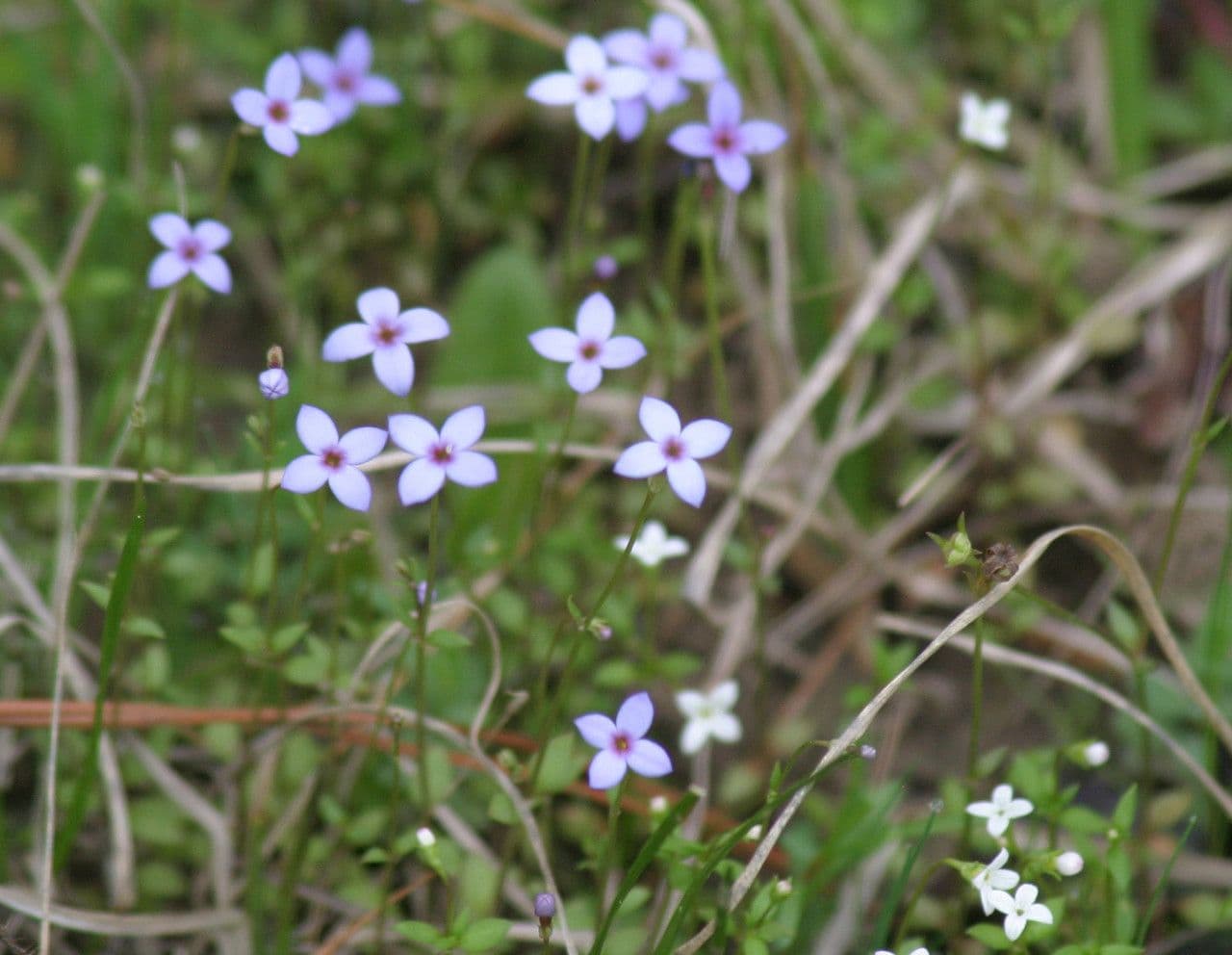 Houstonia micrantha 9