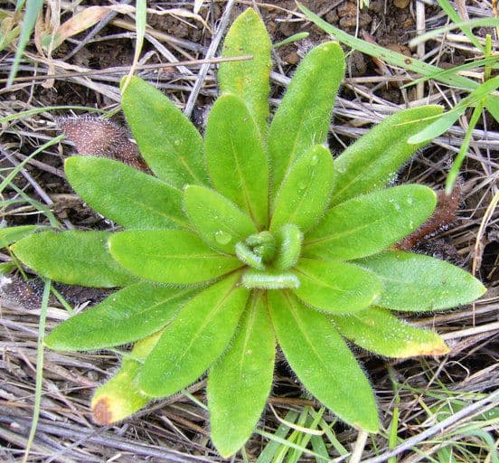 Plagiobothrys nothofulvus 17