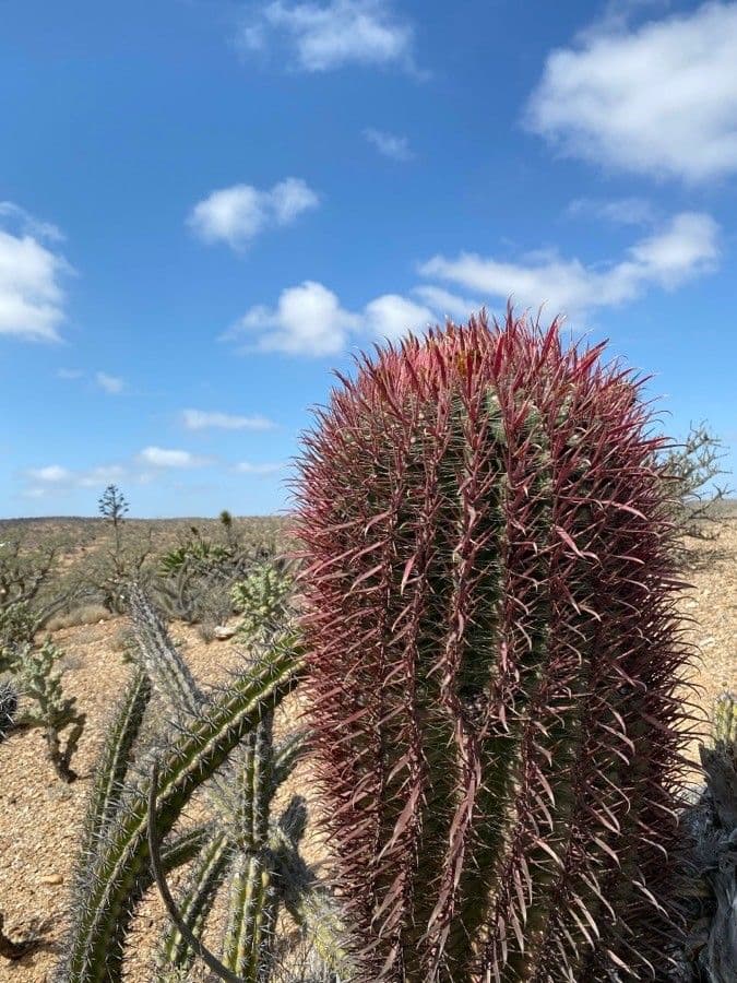 Cactus barile di Leconte 23