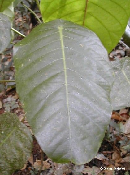 Macaranga 12