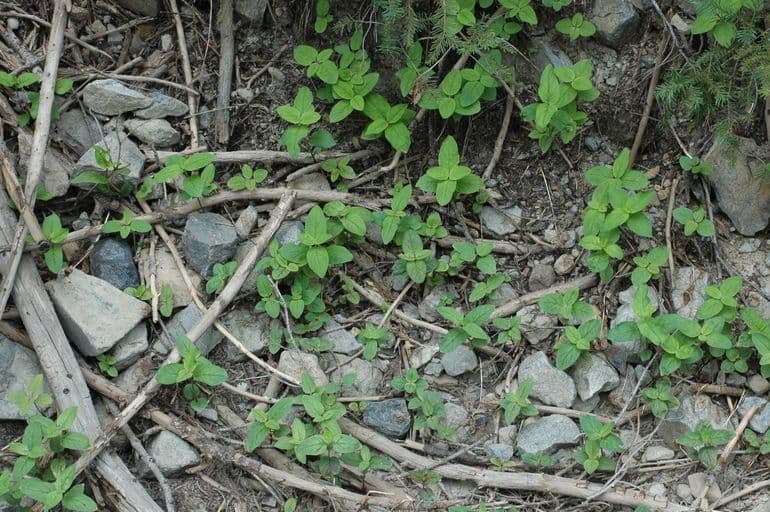 Penstemon 7