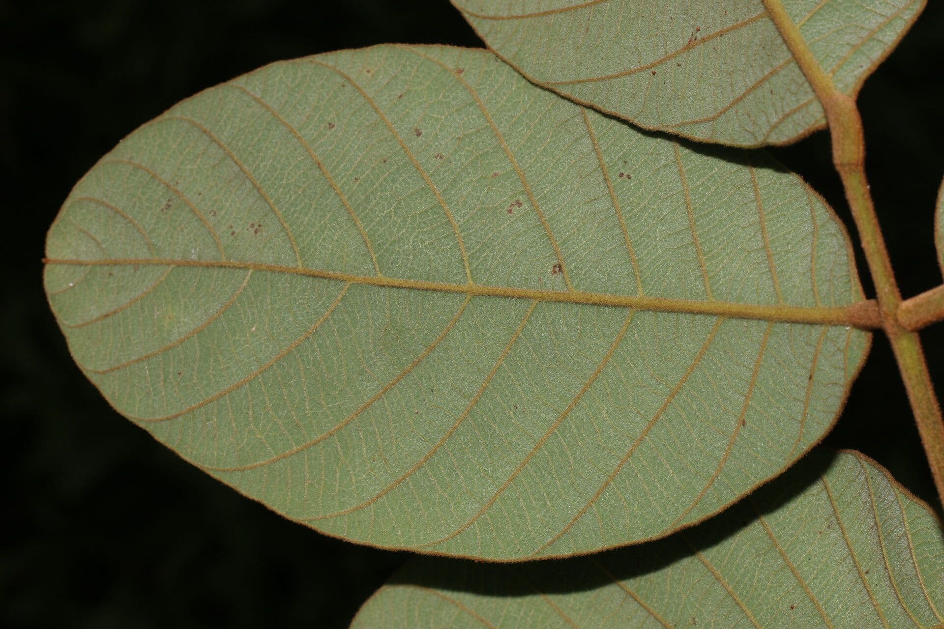 Lonchocarpus 8