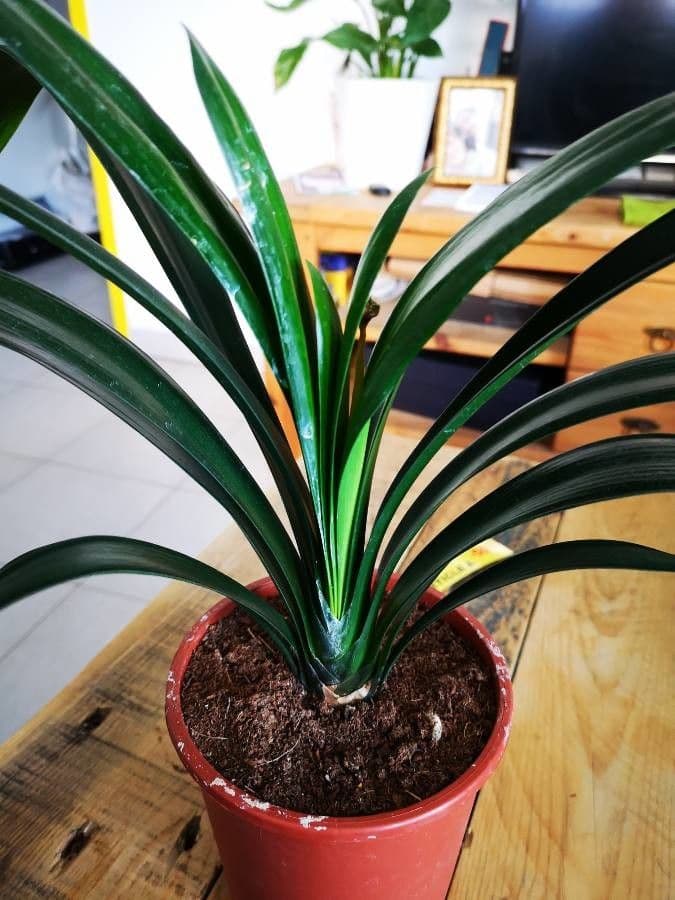 Clivia 17