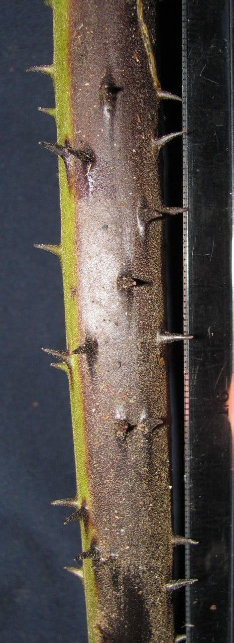 Paproć drzewiasta 2