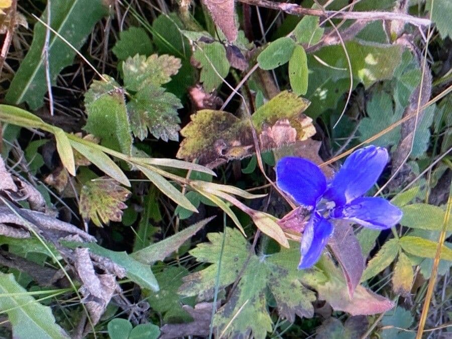 Genziana minore 12