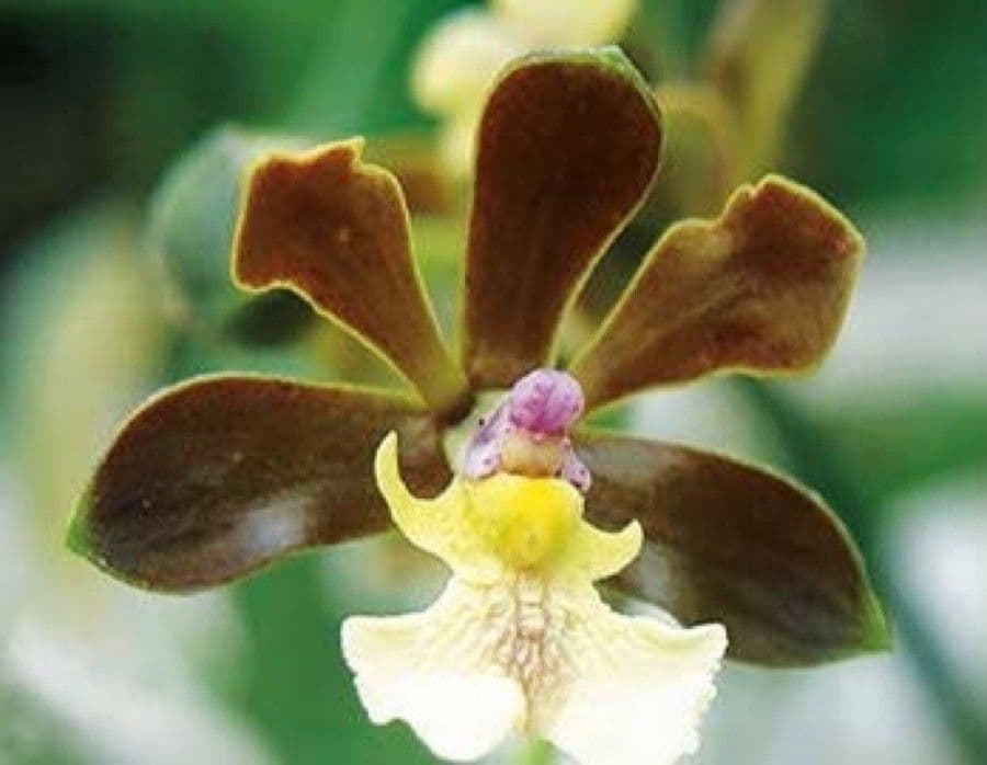 Prosthechea varicosa 2