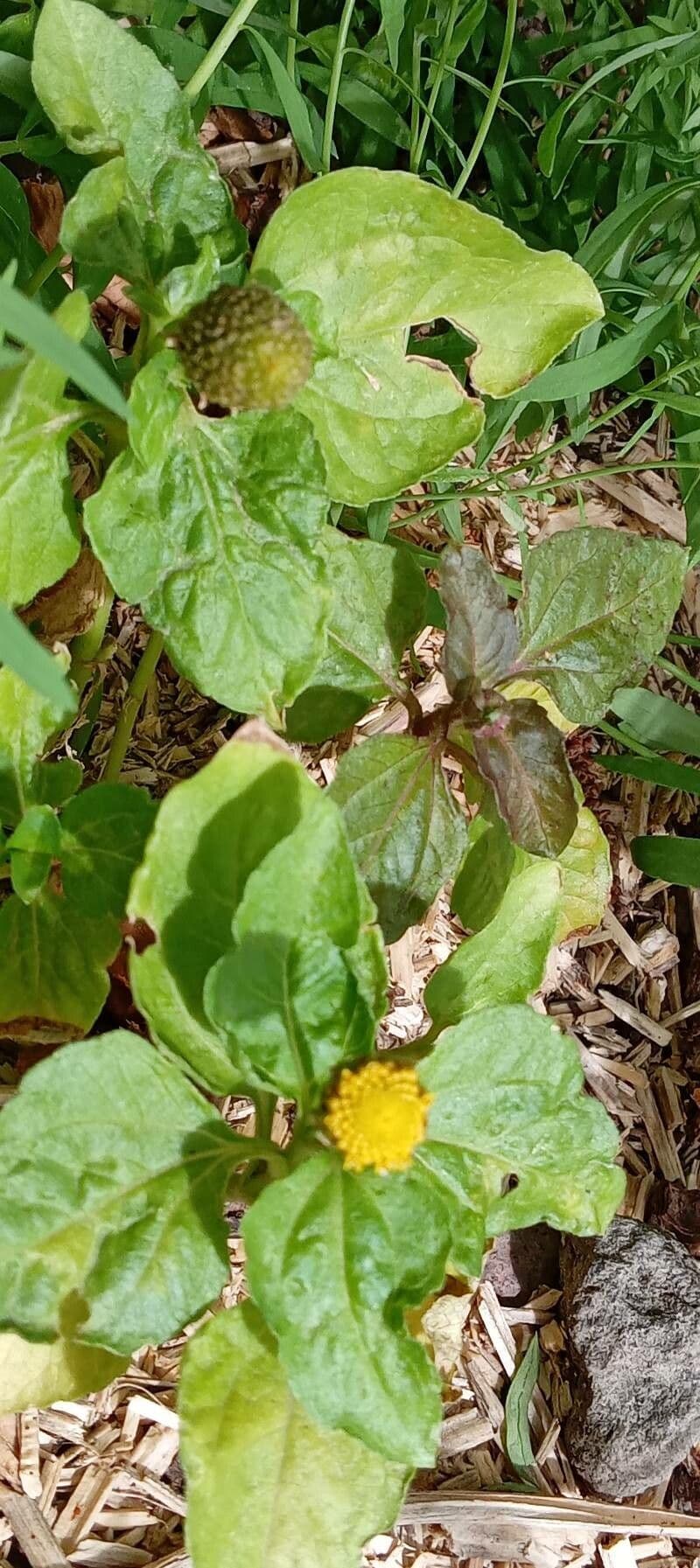 Acmella oleracea 11
