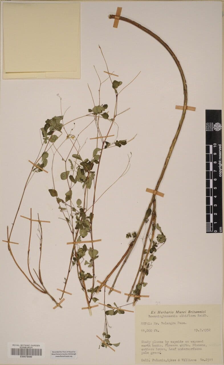 Boenninghausenia 9