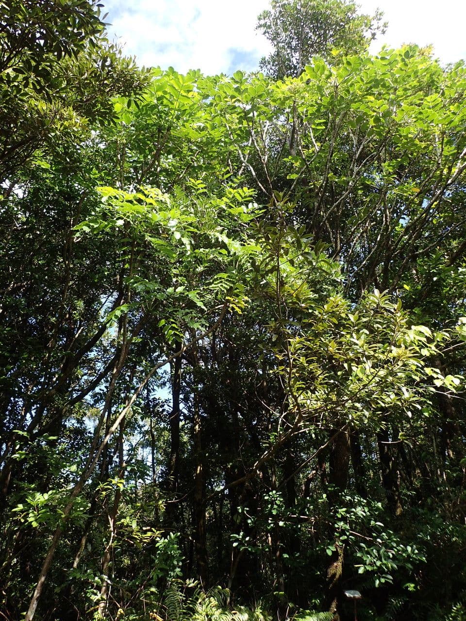 Polyscias 11