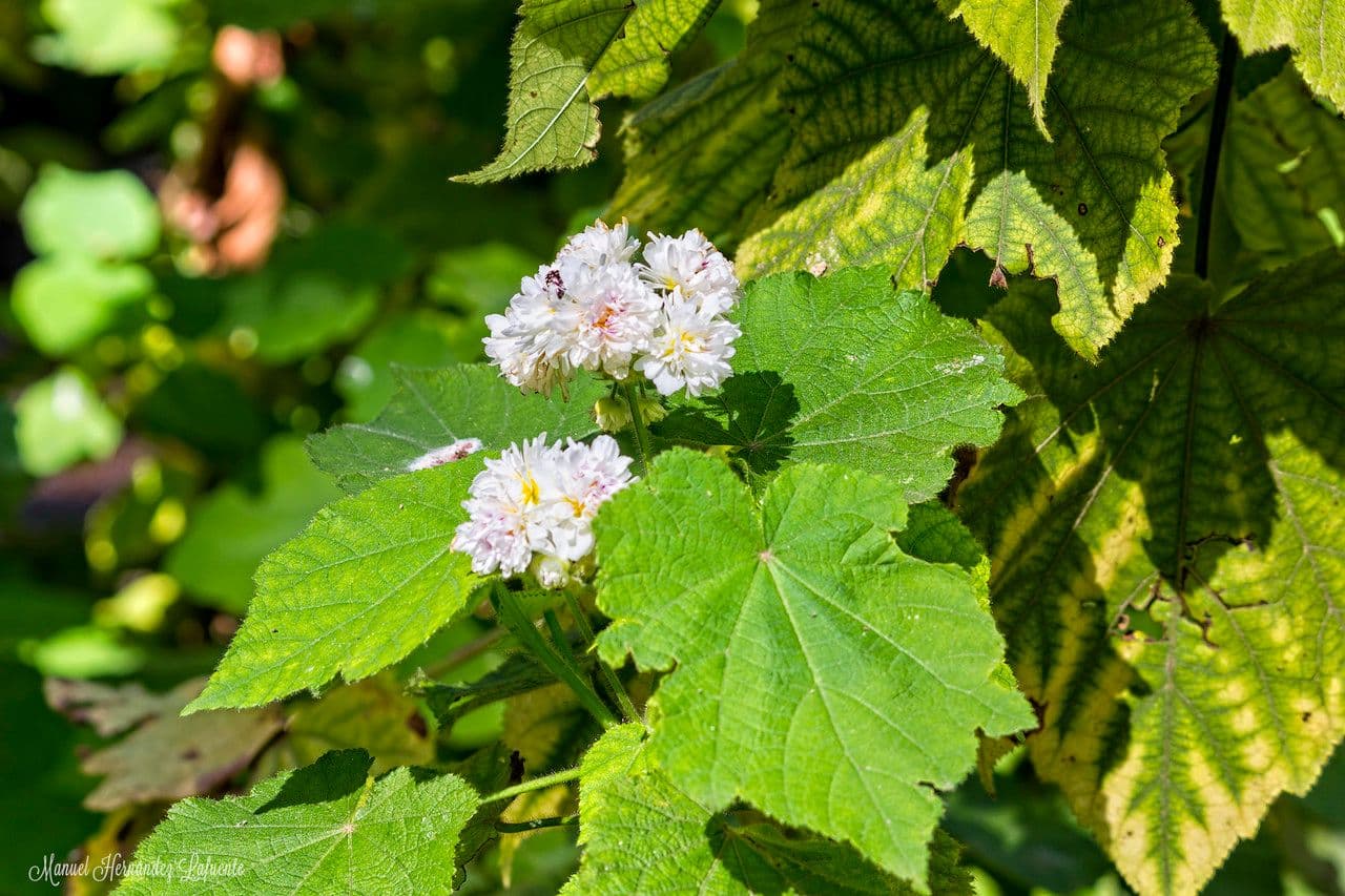 Sparmannia 9