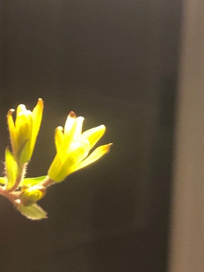 Gagea foliosa 3