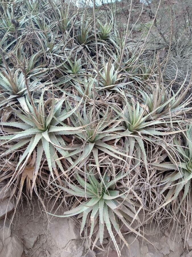 Deuterocohnia 8