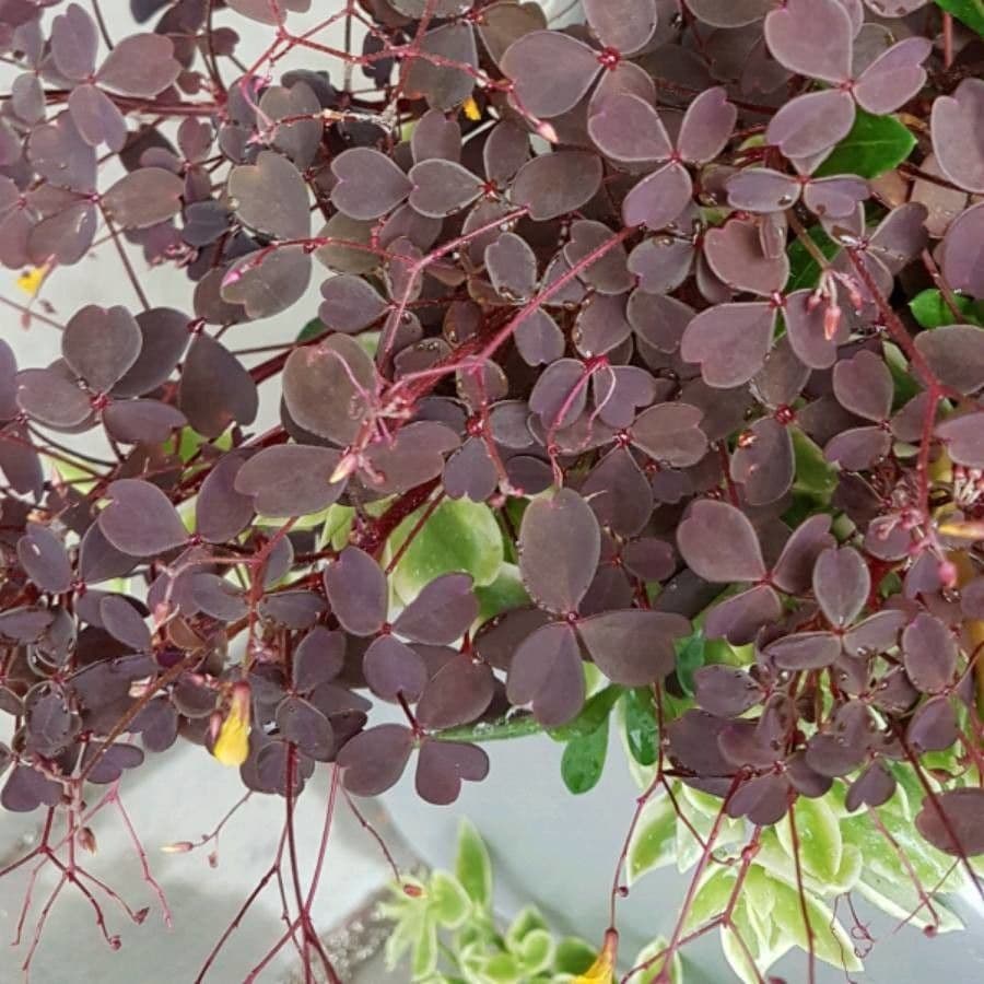 Acetosa hedysaroide 2