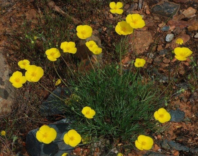 Eschscholzia 12