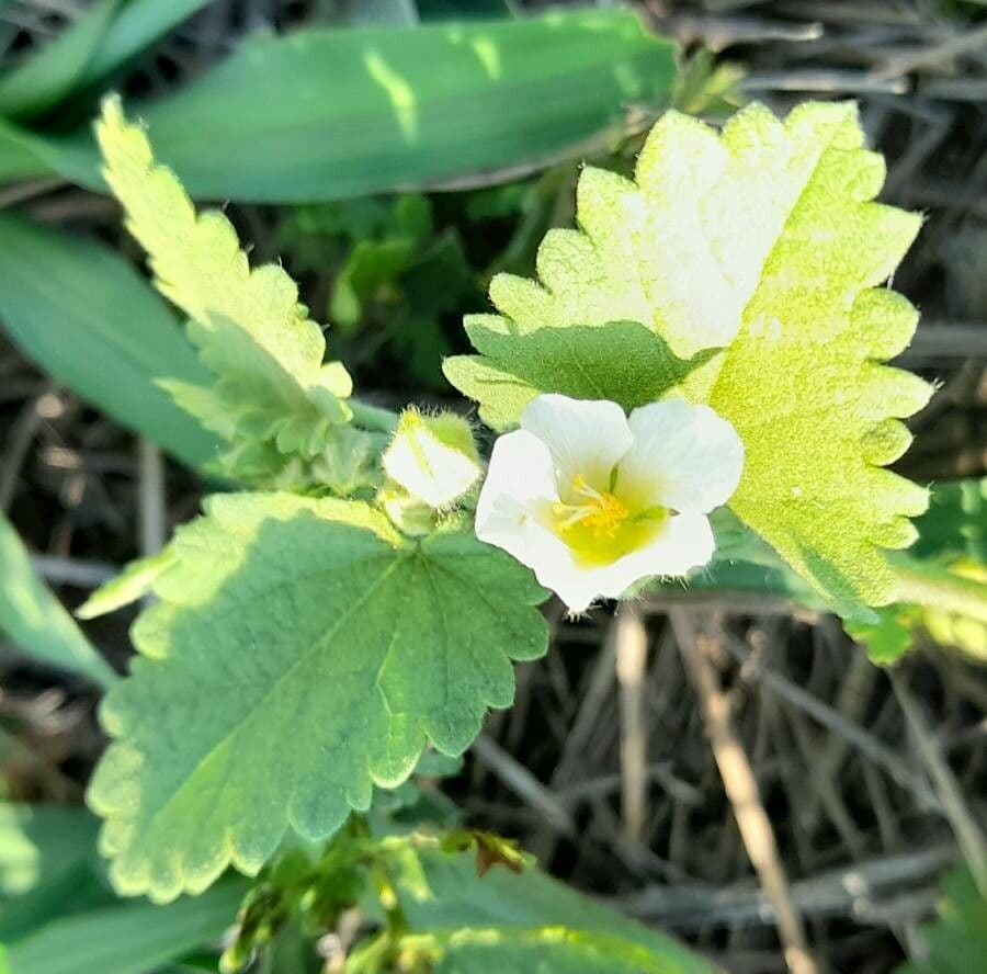 Herissantia Crispa 3