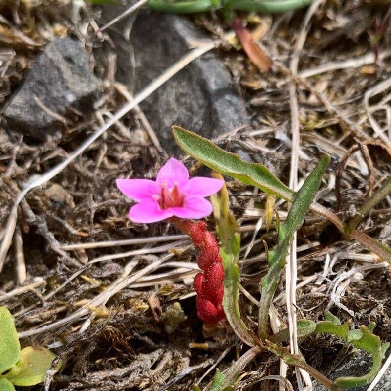 Behaarter Mauerpfeffer 5