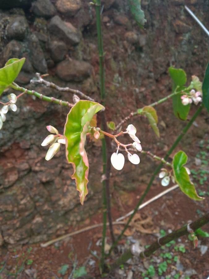 Begonia 9