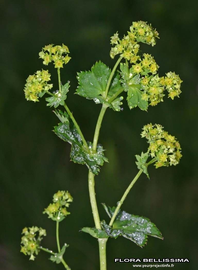 Alchemilla coriacea 16