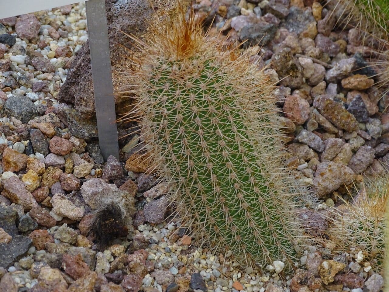 Parodia 2