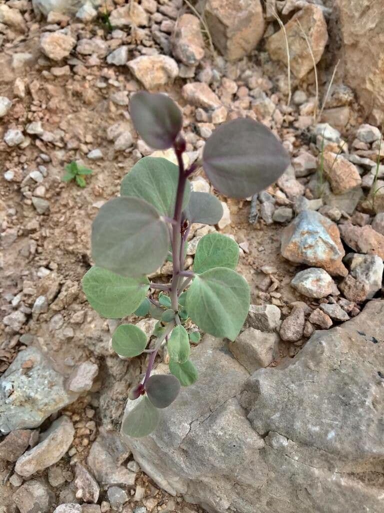 Cleome 6