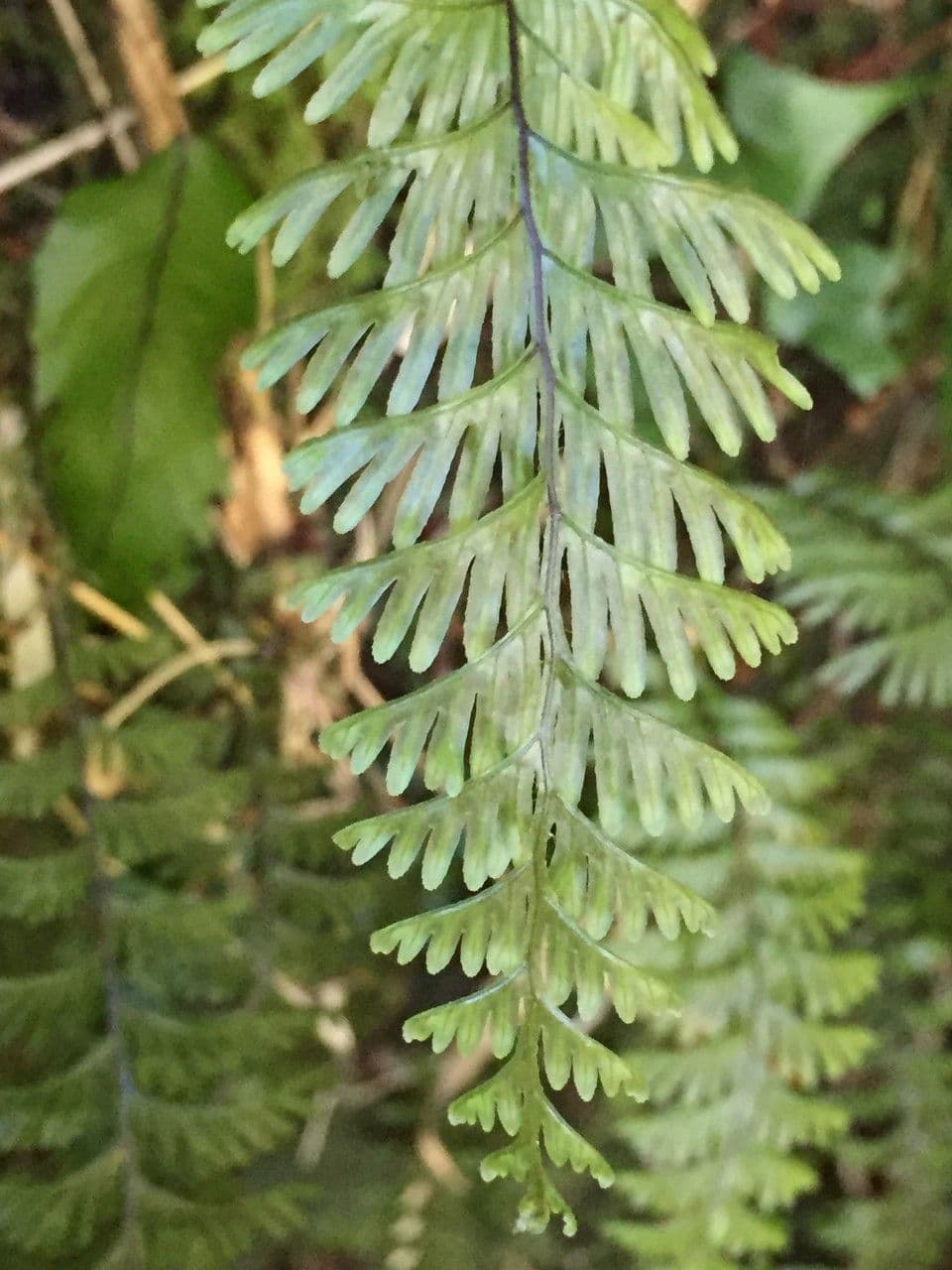 Hymenophyllum 6