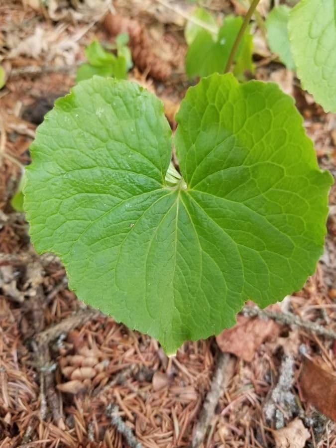 Viola del Canada 15