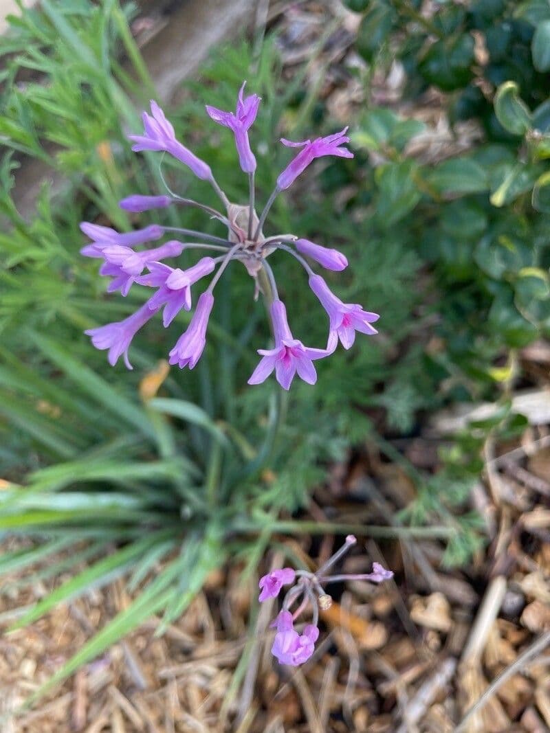 Tulbaghia 14