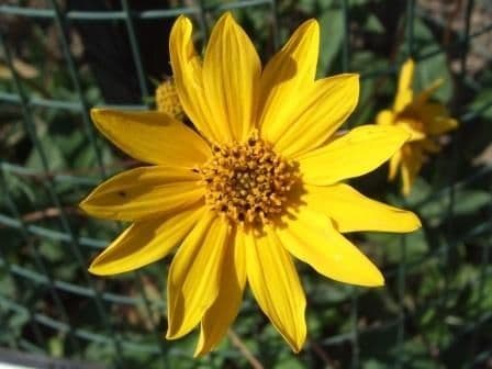 Girasole occidentale 3