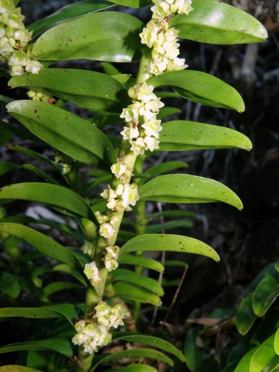 Appendicula 4