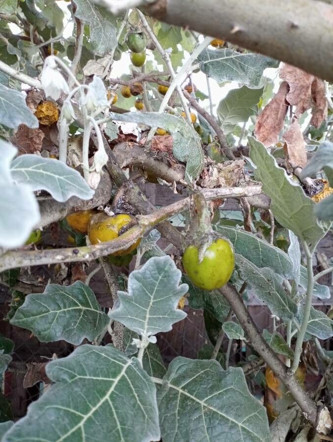 Solanum marginatum 2