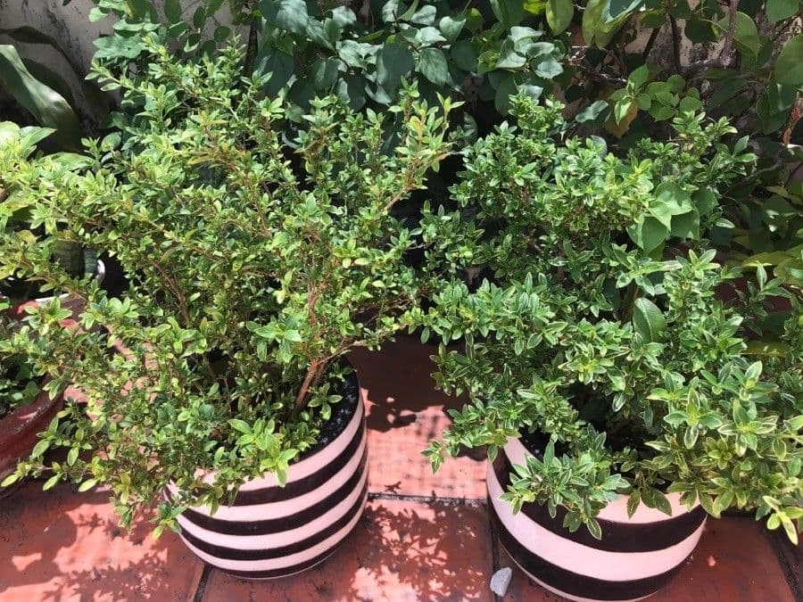 Serissa 13