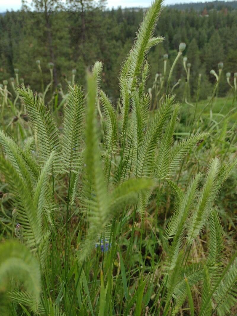 Gramigna crestata 10