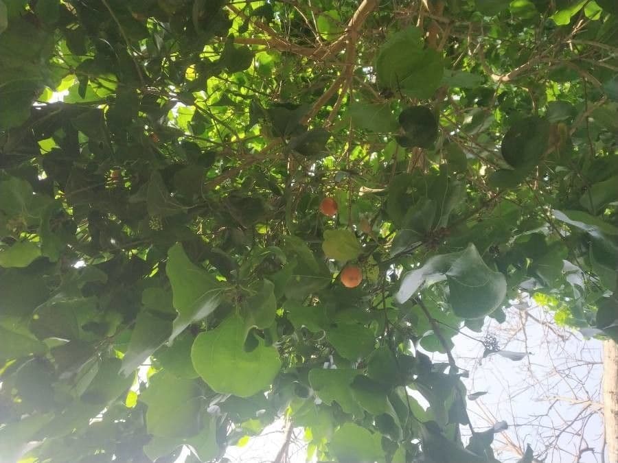 Strychninetree 11