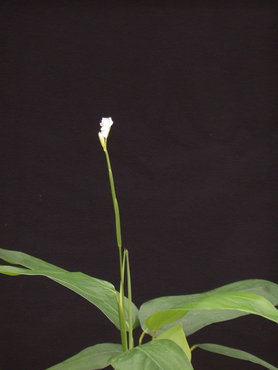 Maranta 11