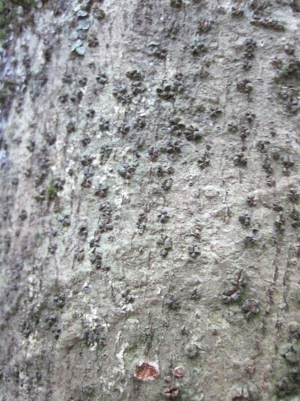 Prügelstrauch 4