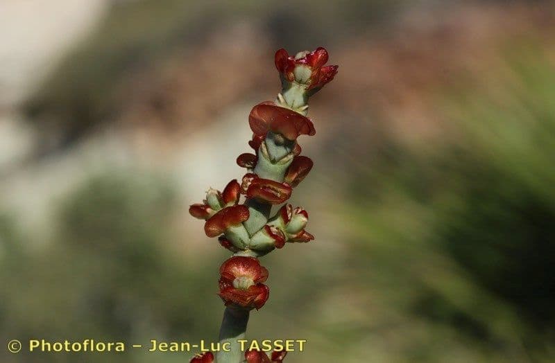 Anabasis articolata 25