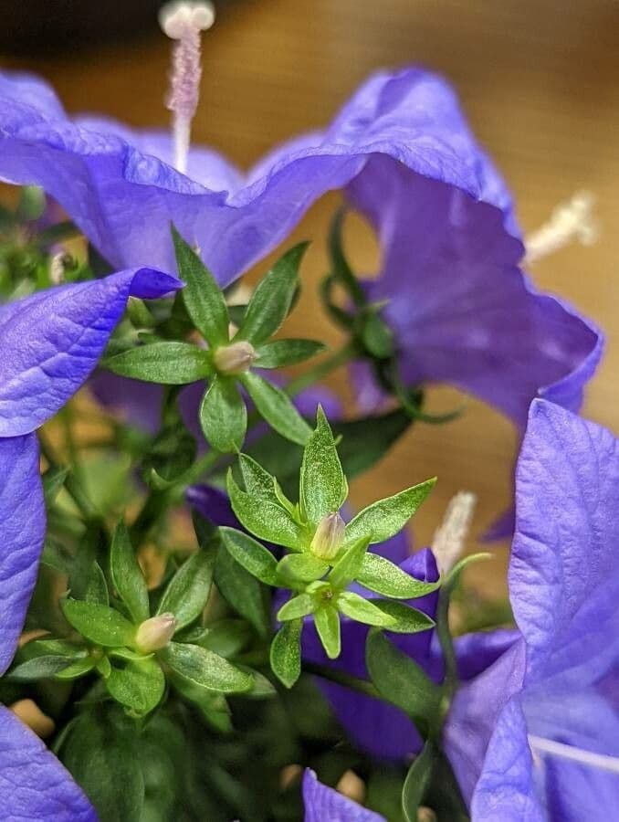 Campanula dei Carpazi 21