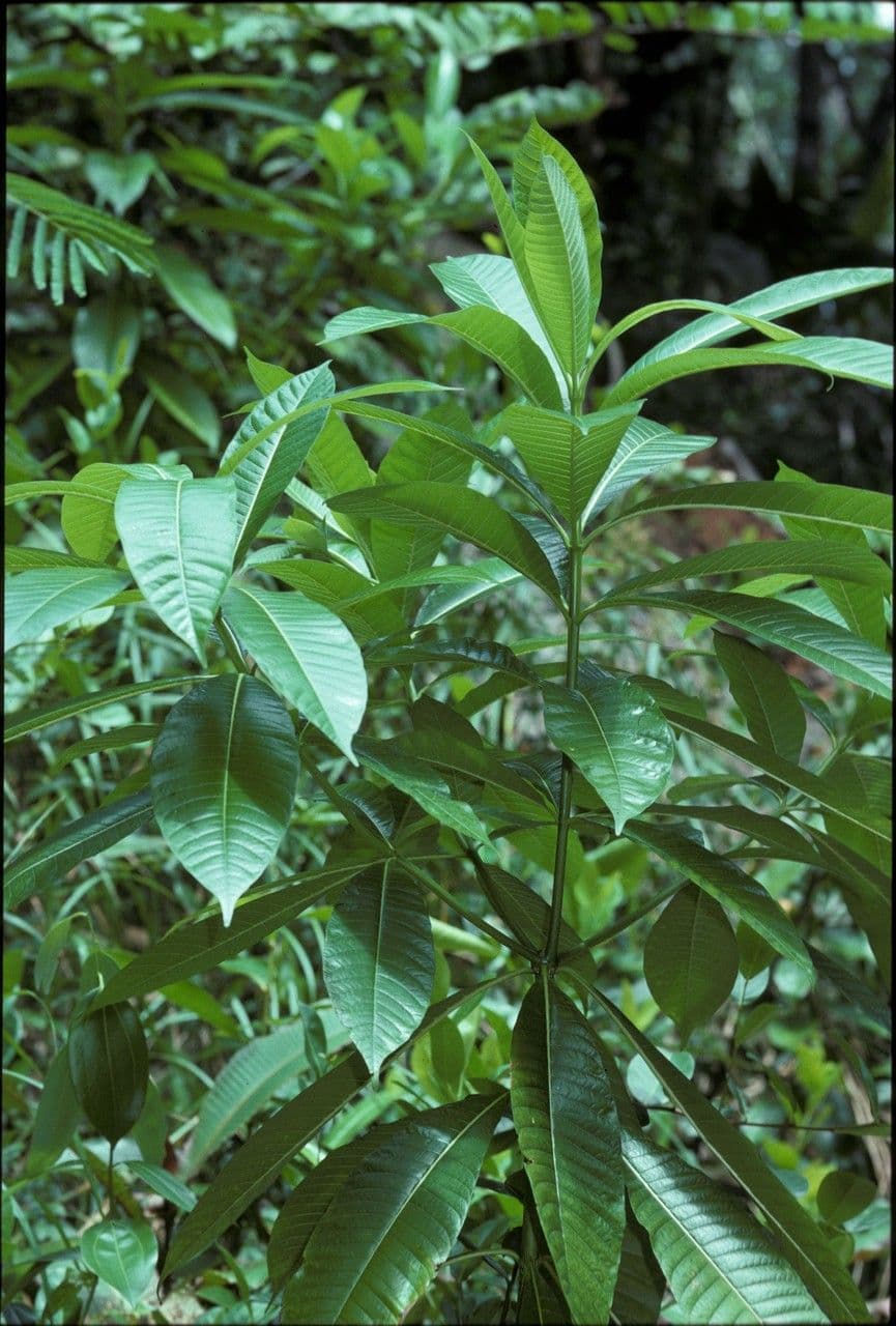 Alstonia 13