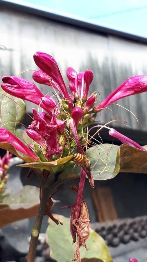 Graptophyllum pictum 2