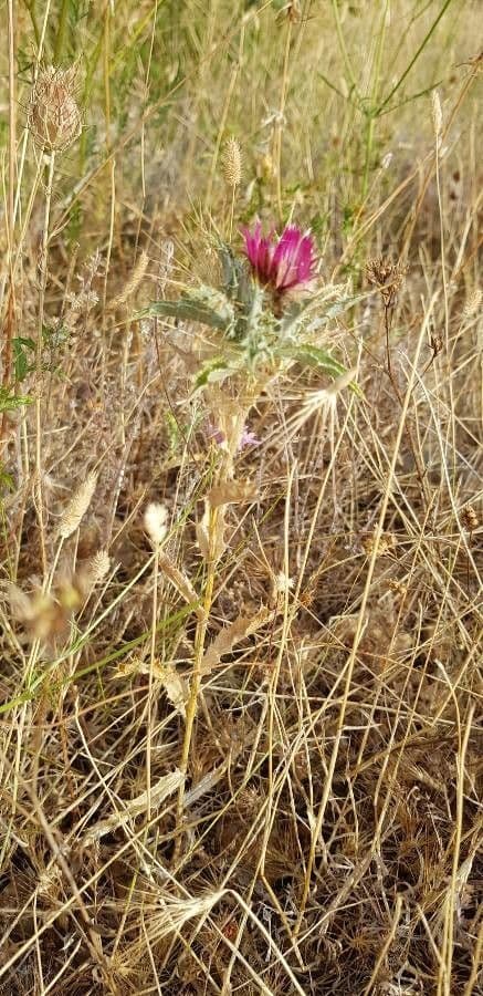 Carlina lanata 11