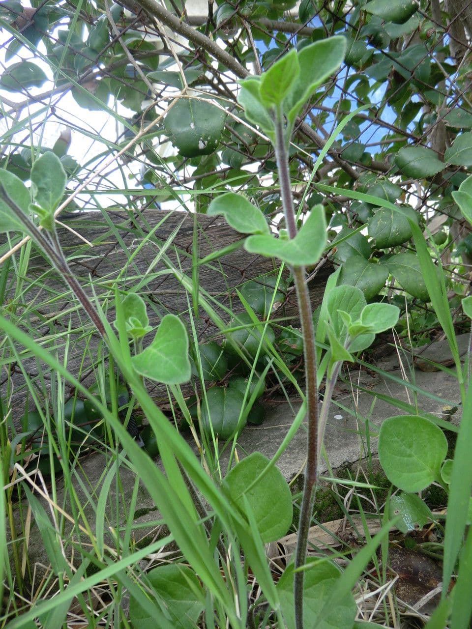 Salpichroa origanifolia 12