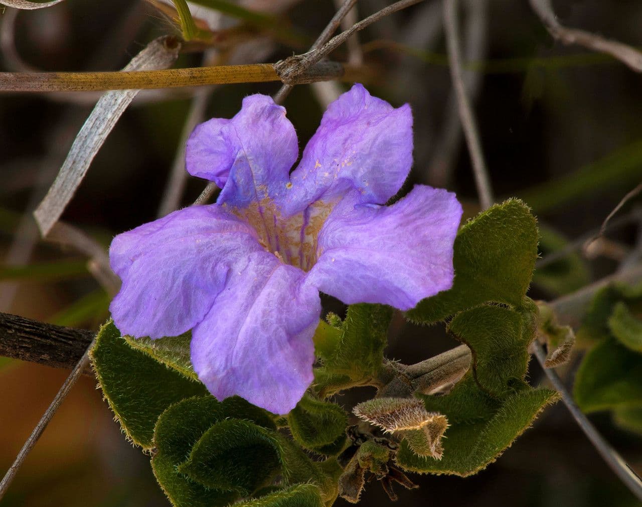 Petunia selvatica di Parry 5
