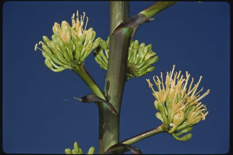 Wüsten-Agave 6