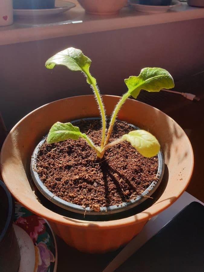Gerbera Jamesonii 17