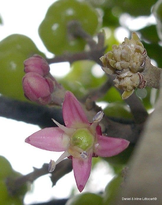 Dutaillyea trifoliolata 5