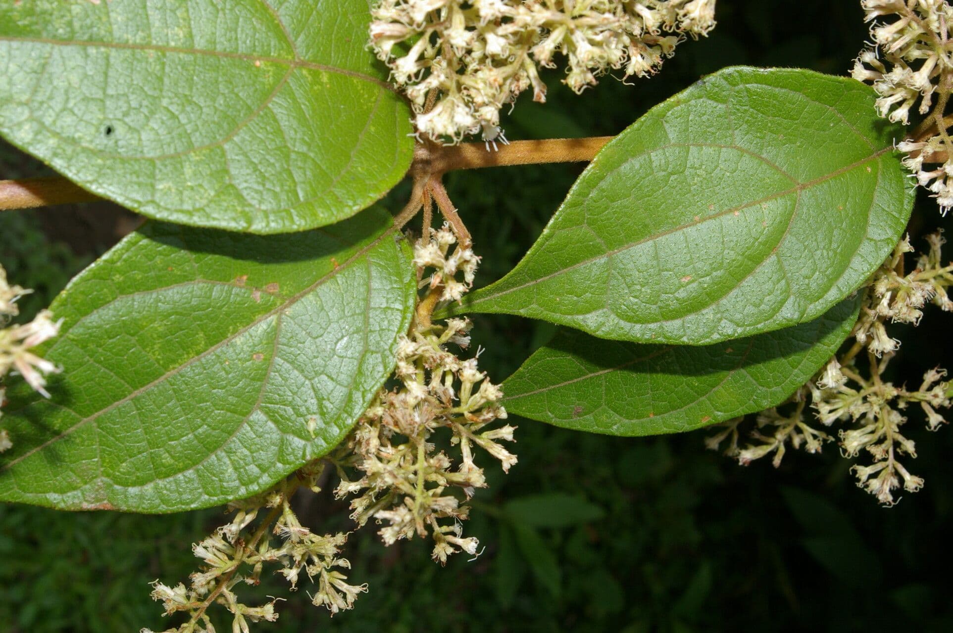 Mikania banisteriae 5