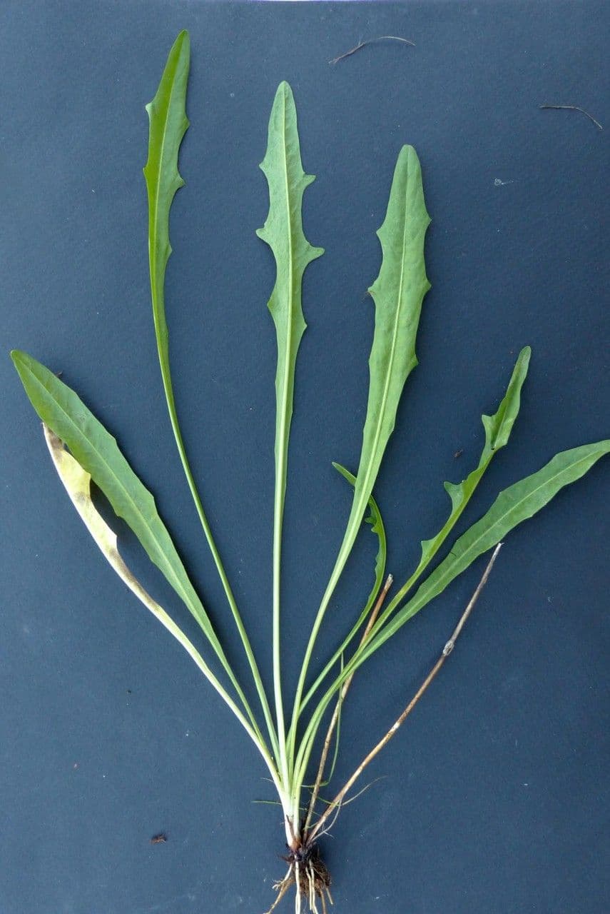 Radicchiella autunnale 30