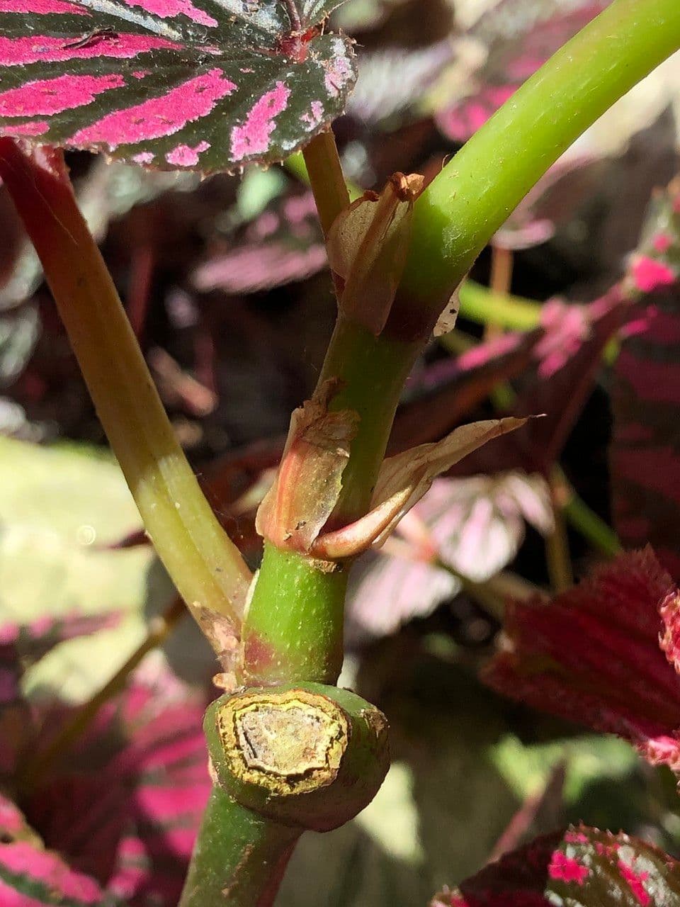 Begonia brevirimosa 17