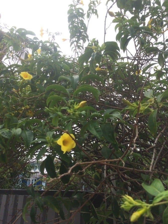 Allamanda 11