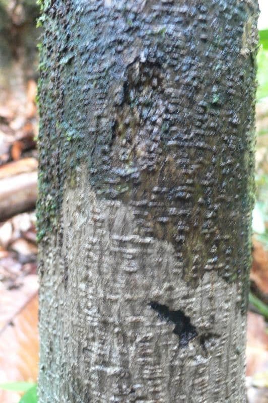 Duguetia calycina 8